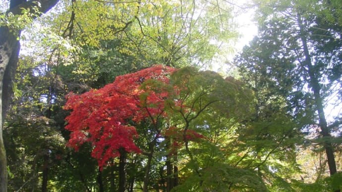 感動の見頃・真っ盛り「上田城址公園の紅葉」
