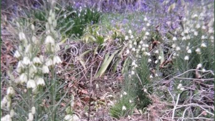 アミガサユリ（網笠百合）と散歩の花
