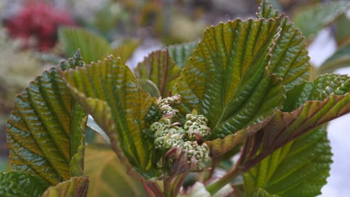 ハクサンボクの花芽とツワブキの綿毛(冠毛)