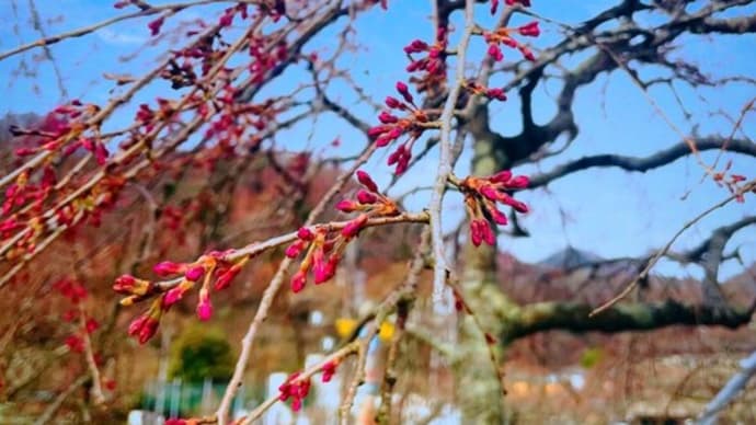 宮城野の桜はかわいい蕾になりました!自然薯農家レストラン山薬 宮城野本店