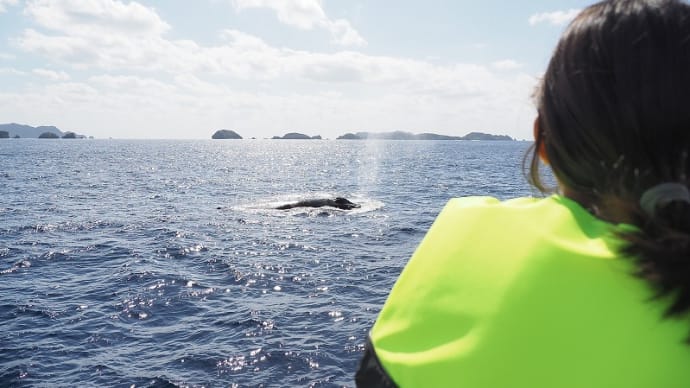 南の島のPTA活動~ホエールウォッチング!!