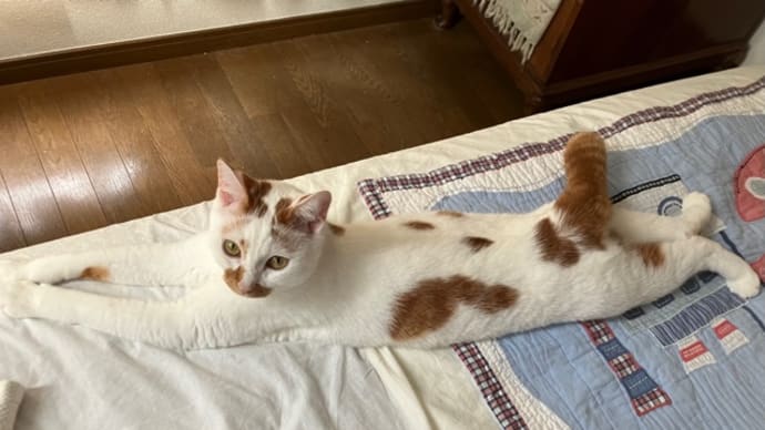 猫まちがいさがし