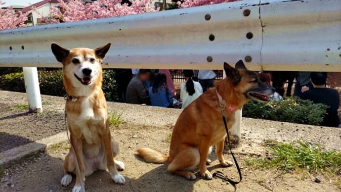 河津桜満開♪でも写真は難しや!