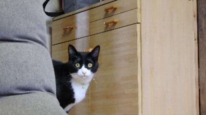 ひょっこり。