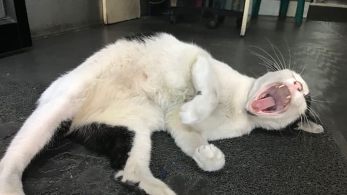 帰り猫。
