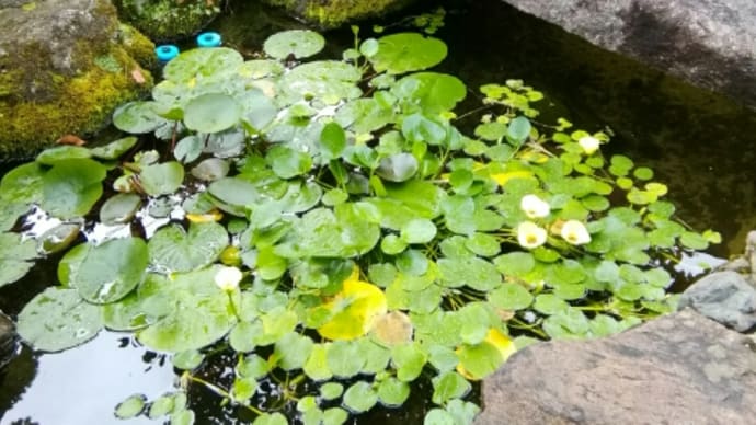 ウォーターポピーと野菜の花 集合しました😆