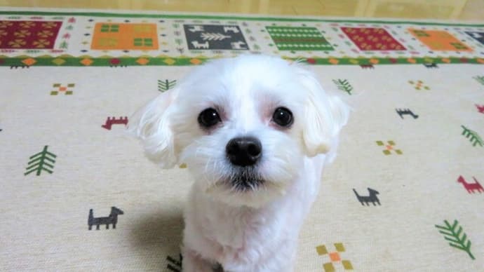 3回目接種 モデルナ 副反応出ました