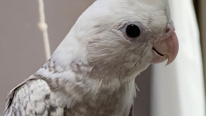 ホワイトフェイスパールパイドのオカメインコが成長中