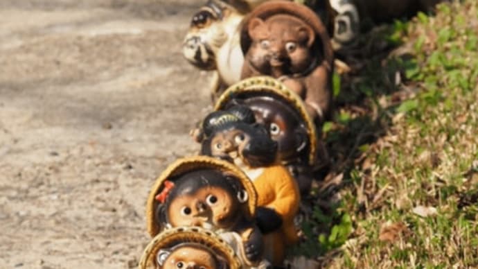 たぬきの庭