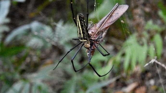 オオジョロウグモの斑紋(体色)の変異