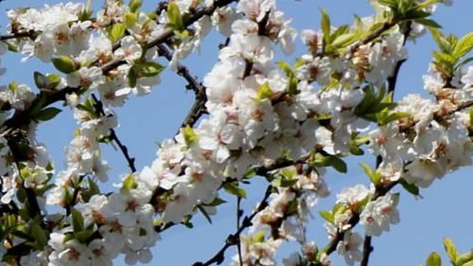 ユスラウメ この花は梅か桃か揺すら梅か 里山コスモスブログ