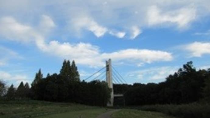 大阪府営山田池公園 セコイアの木