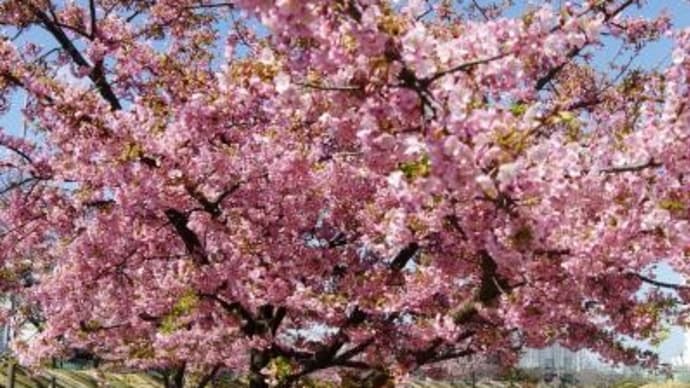2025年 3月 9日(日)の「墨田区立旧中川水辺公園」(1)