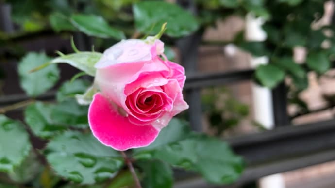 お花の切り戻し