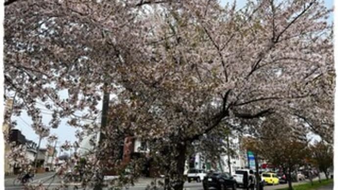 桜を見に行く 新川さくら並木