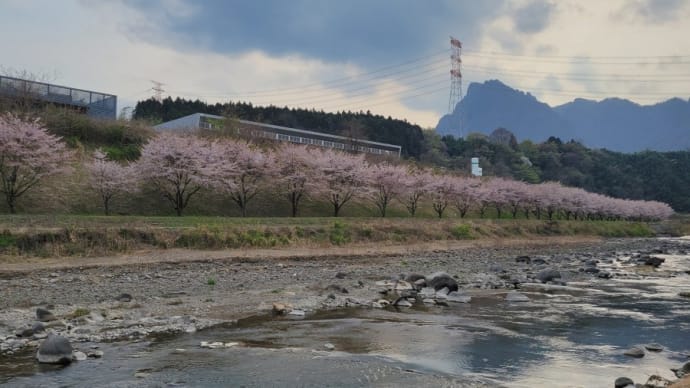 碓氷川あまぬま会総会&お花見