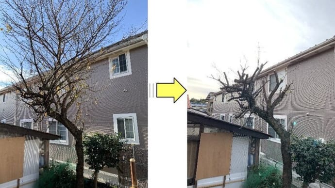 上に伸び放題となってしまっている梅の木の枝おろし作業