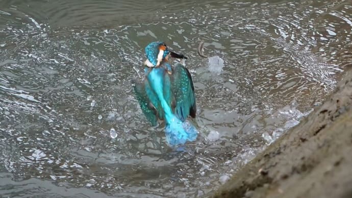 カワセミ　菜の花をバックに　3.26