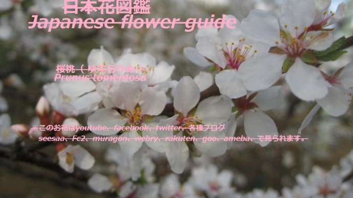 青空に白い春?!White spring in the blue sky? !!