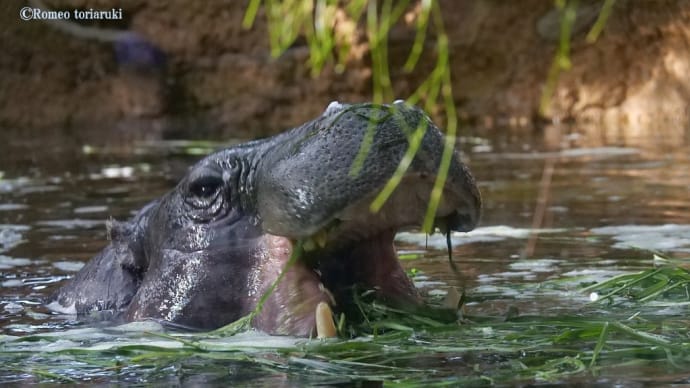 コビトカバ マヌルネコ 神戸どうぶつ王国