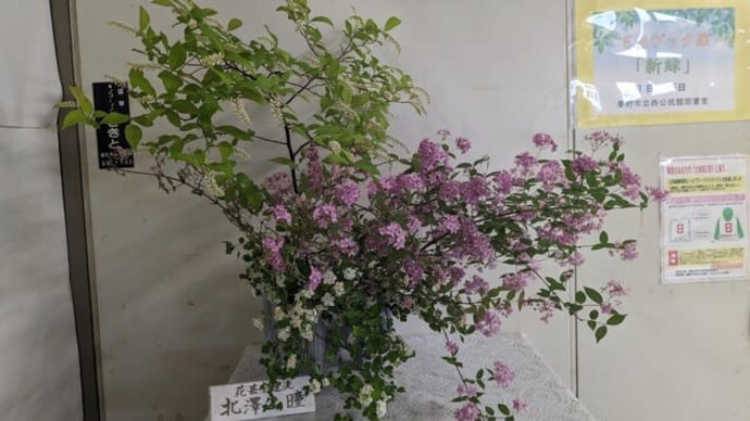 篠窪（しのくぼ）の隣町 花芸安達流　北澤様が「紅花バイカウツギ」を生けて下さいました　(2024/05/07)