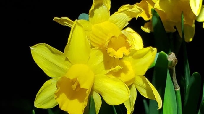 ティタティタ開花中3.24