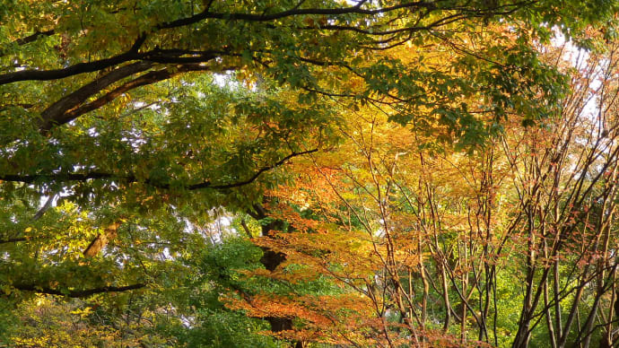 紅葉めぐり(5):北の丸公園