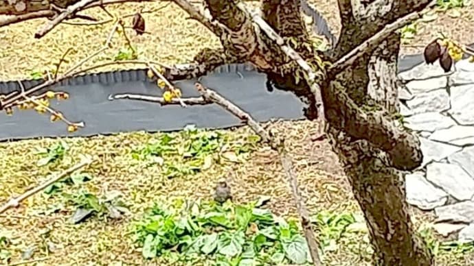 雨は雪にならず、鳥が来た