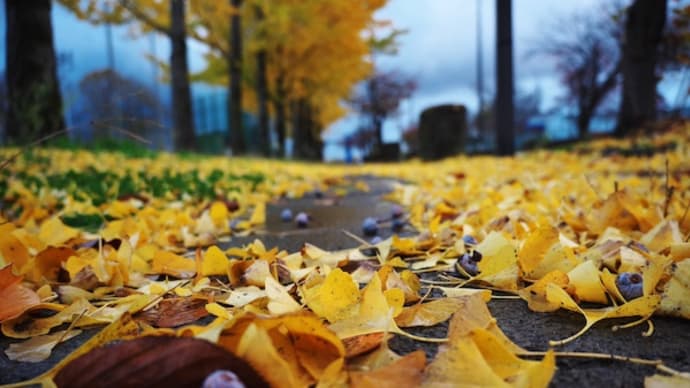 今朝の紅葉。