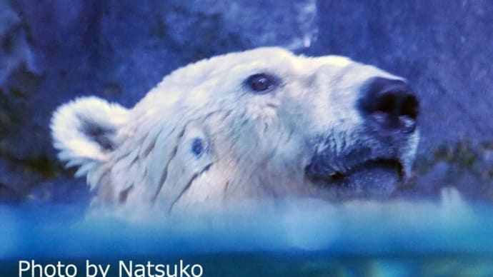 ずっと泳いでいたユキ丸君♪(6月8日)