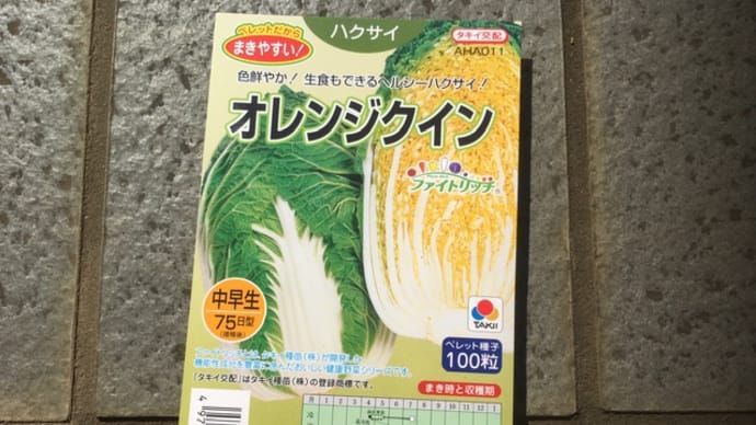 白菜を播種しました!