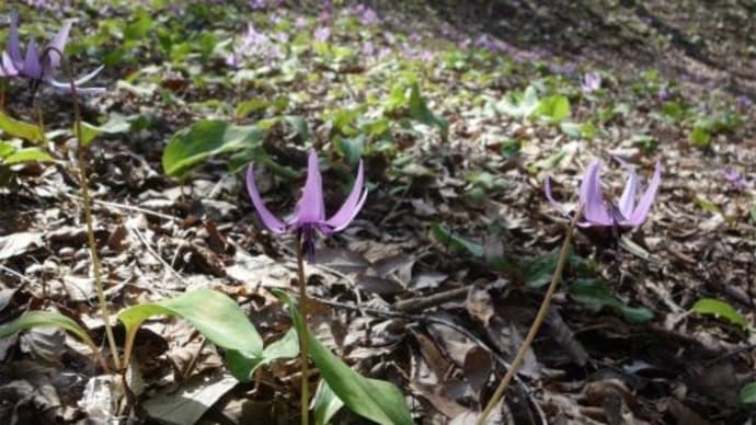 那珂川町のカタクリ山公園を散策　２０２４/４