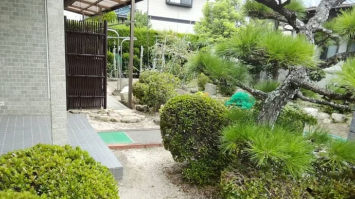 庭木剪定中