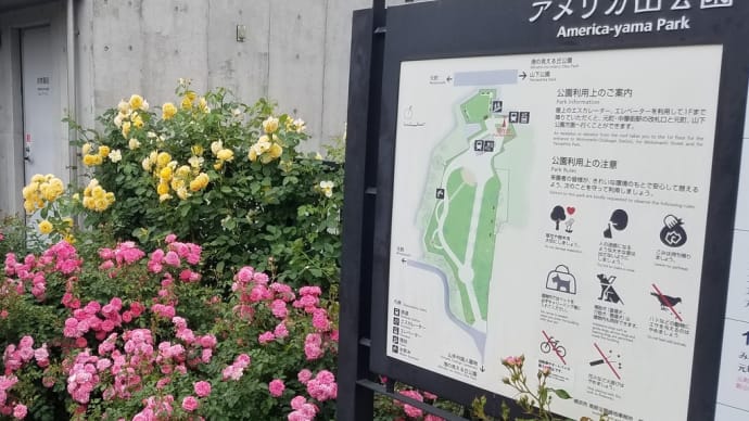 バラ花盛りのアメリカ山公園@横浜市中区山手