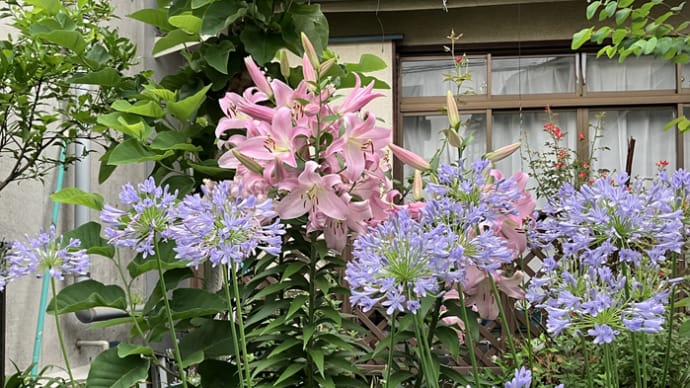 甘い香り漂う百合の花