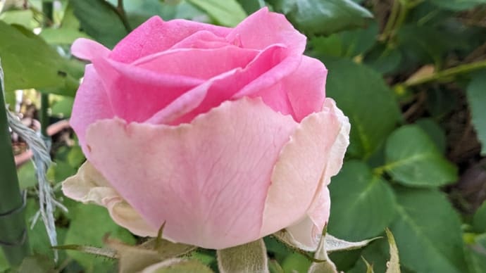 四国の田舎は雨に、バラの花にうっとり