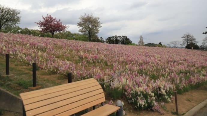 太田北部公園の芝桜2023