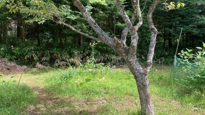 こころの自由を得るーーー今も縄文時代も (縄文世界を感じるとき② 7/10)