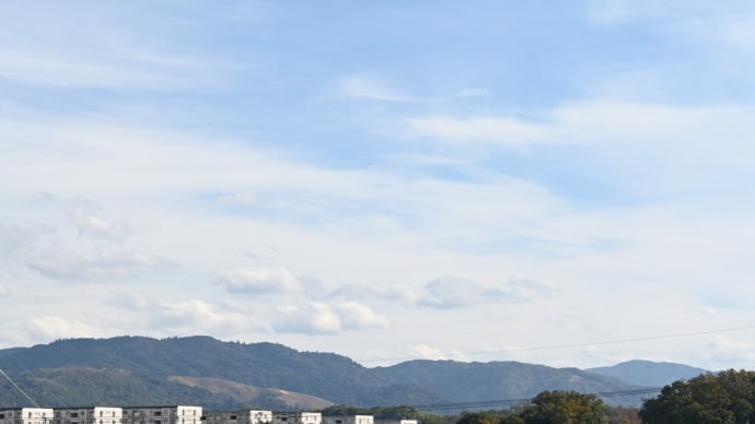 カンボケが咲く遊歩道