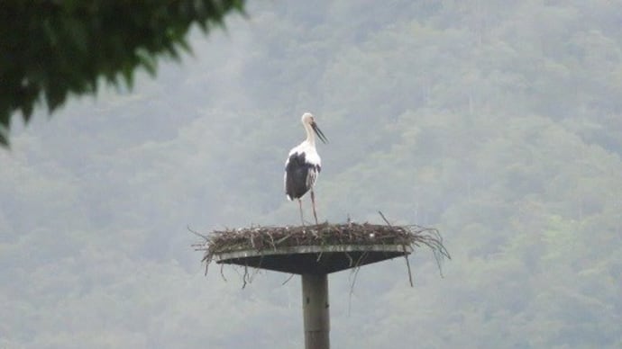 豊岡 コウノトリの郷にて