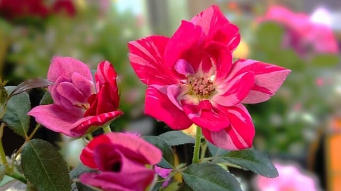 当園にしかない薔薇