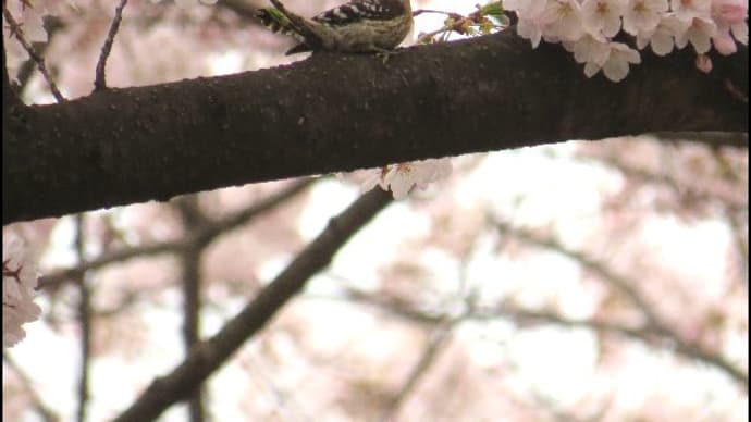 桜の中の小鳥たち