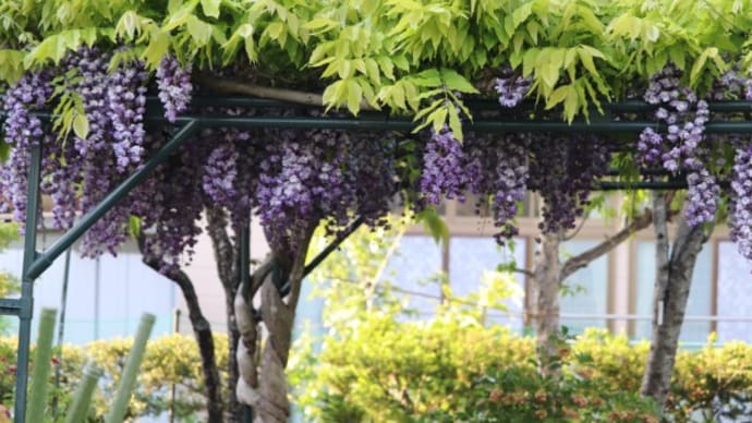 今年の藤の開花状況とフランシス・デュブリュイに異変
