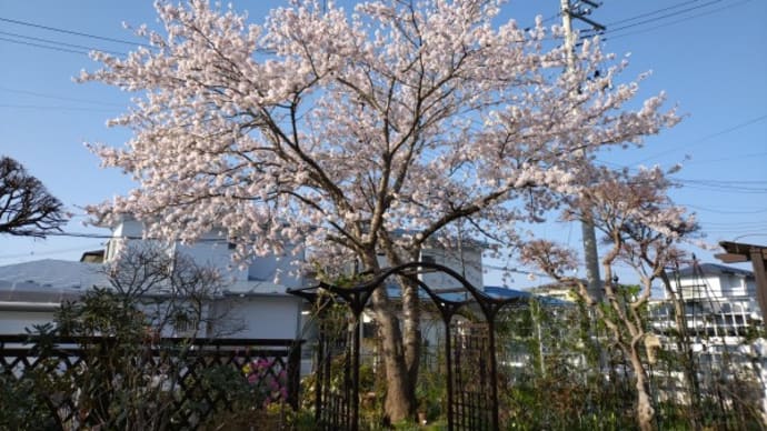 久しぶりにパソコンを開けてビックリ&今年の桜