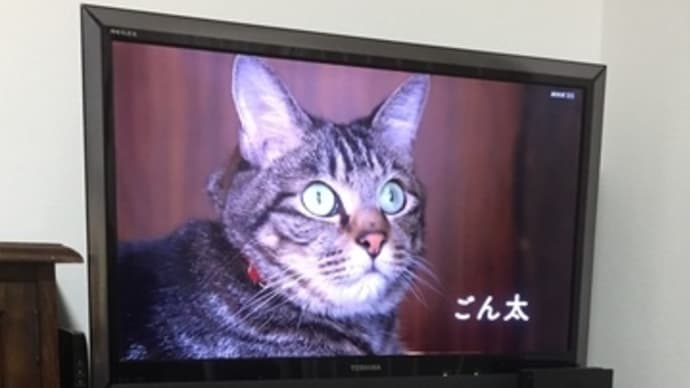 寒い三月とクリスマスローズ