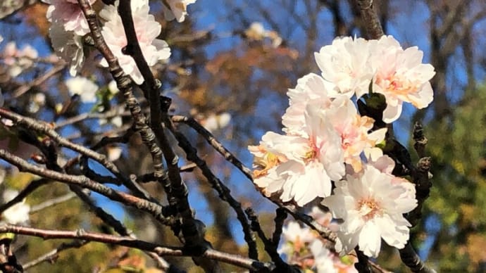 多摩川周辺の花　秋④～子福ザクラ、名残のコスモス、カタバミ、紅葉など