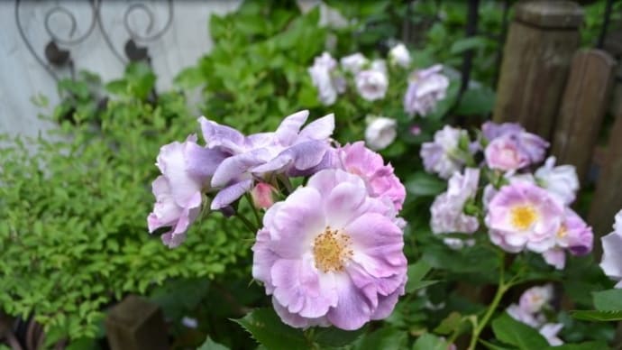 新しいバラ　ブルーフォーユーが可愛くて〜♪   スイトピーやペンステモンも咲いています