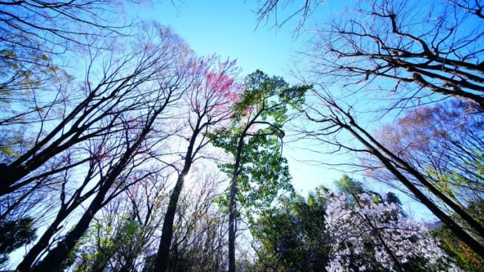 ハナノキ、ユキヤナギ、ミツマタ・・・(赤塚植物園 2023.3.19撮影)