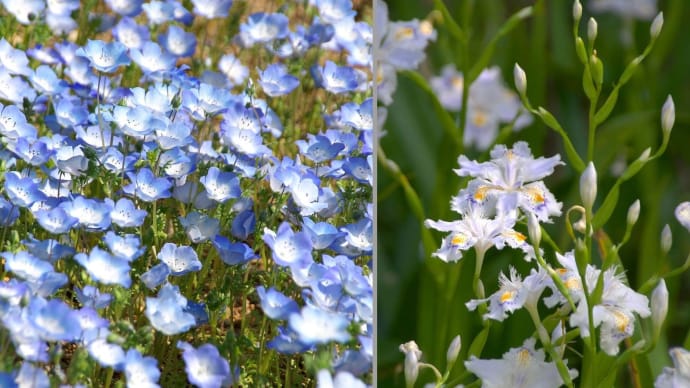 春 清涼感のある花