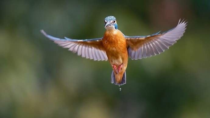 #カワセミと野鳥たち 1470